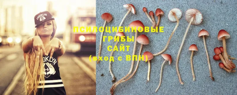 Псилоцибиновые грибы Psilocybe  Горнозаводск 